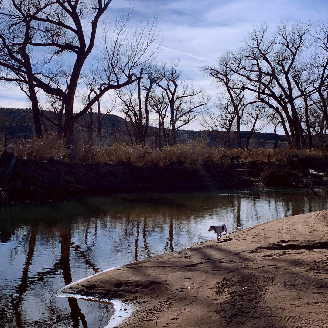 Dog standing on the sandy bank of a river, with reflections of bare trees visible in the water under a blue and cloudy sky.