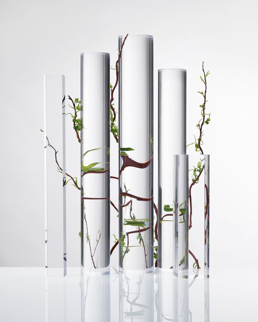 Still life arrangement of clear cylindrical vases with intertwined branches and green leaves against a white background, studio lighting.
