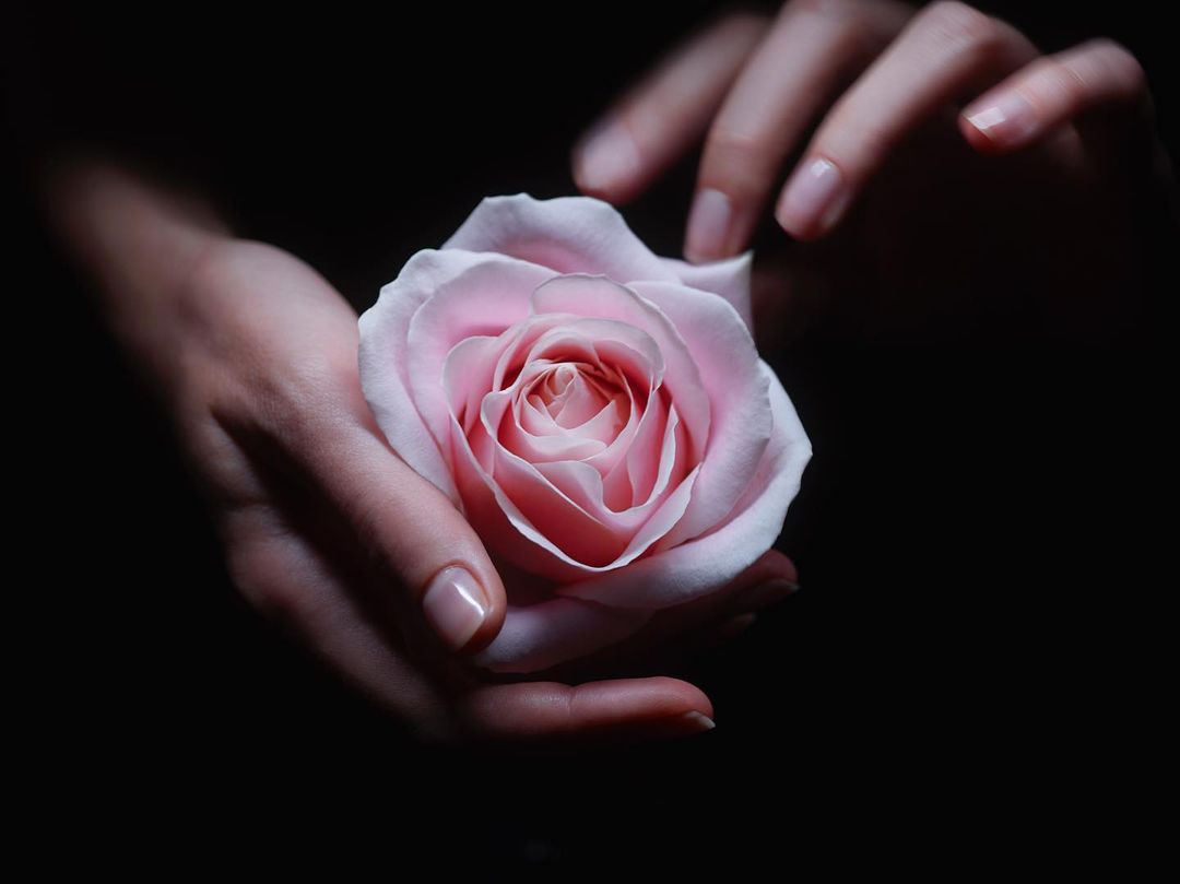 Close-up of a light pink rose held delicately in the hands of an adult female against a stark black backdrop.