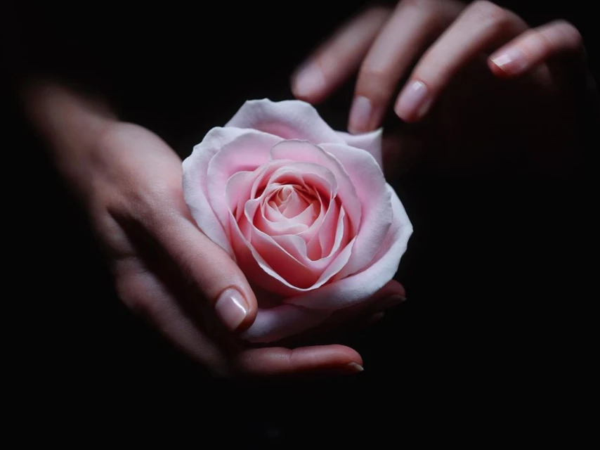 Close-up of a light pink rose held delicately in the hands of an adult female against a stark black backdrop.