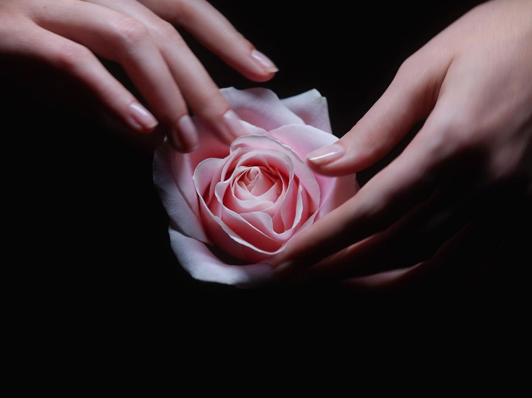 Close-up of a pink rose being gently held by two fair-skinned hands against a black background in a beauty or skincare context.
