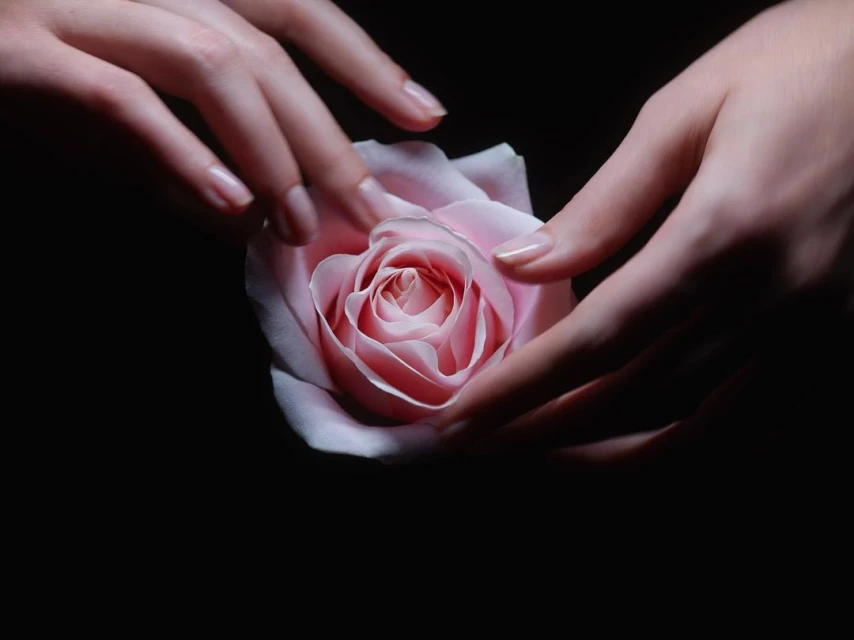 Close-up of a pink rose being gently held by two fair-skinned hands against a black background in a beauty or skincare context.