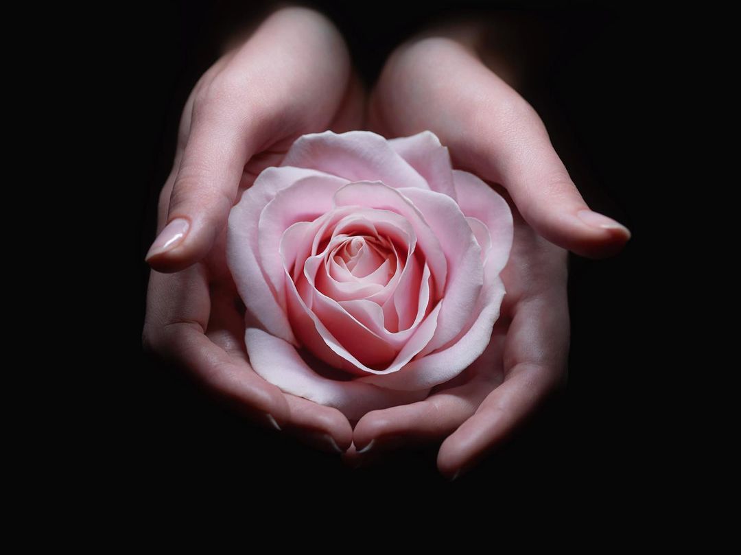 Close-up studio shot of hands holding a light pink rose against a dark black background, highlighting delicate floral beauty.
