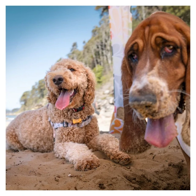 Two dogs, a Goldendoodle and a Basset Hound, are lying on a sandy beach with an open mouth, tongues out, under a bright blue sky.