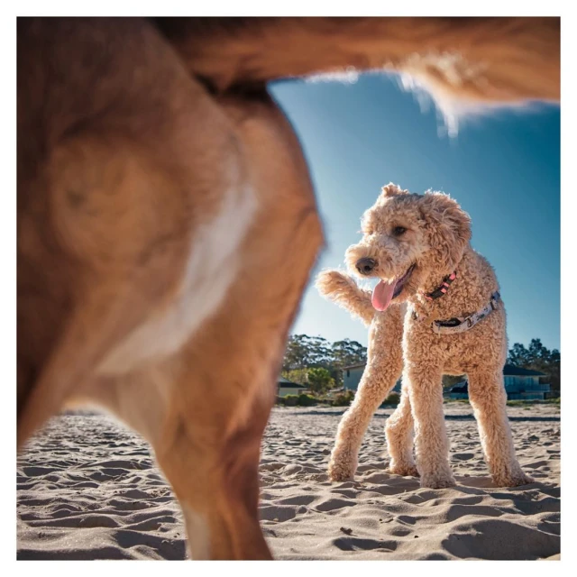 Two dogs interact on a sandy beach under a clear blue sky. A golden doodle stands alert while another dog's rear is in foreground.