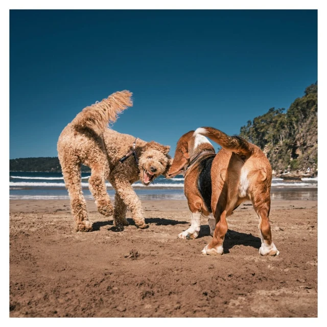 Two dogs, one golden doodle and one basset hound, playfully interact on a sandy beach with a blue sky backdrop and distant coastline.