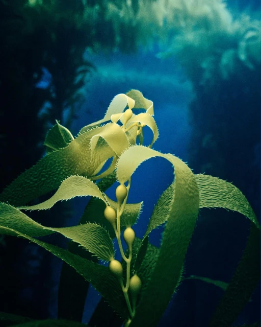Underwater shot of vibrant green and yellow kelp, illuminated by sunlight filtering through the water, showcasing the plant's unique texture and form.