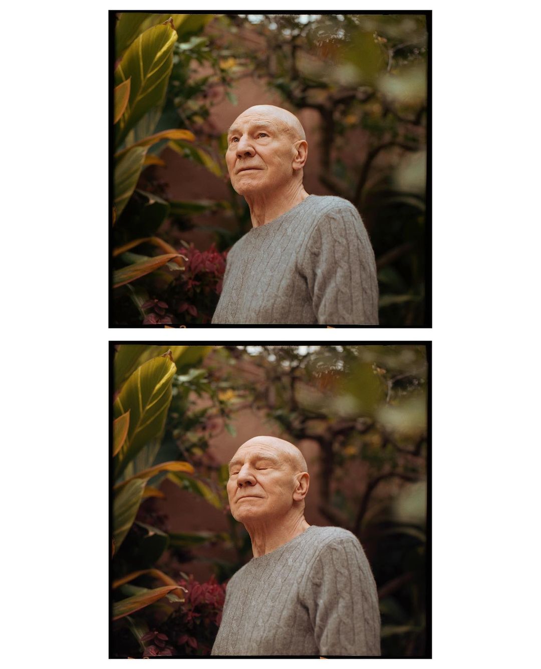 Two vertical portraits of older adult man with a bald head and gray sweater, photographed outdoors with green leafy plants in the background.