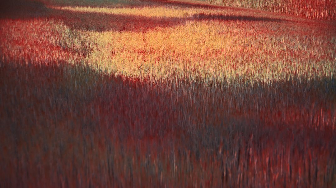 Artistic, sun-drenched field of tall grass in shades of rust, gold, and brown, resembling a painting; a soft, painterly aesthetic.