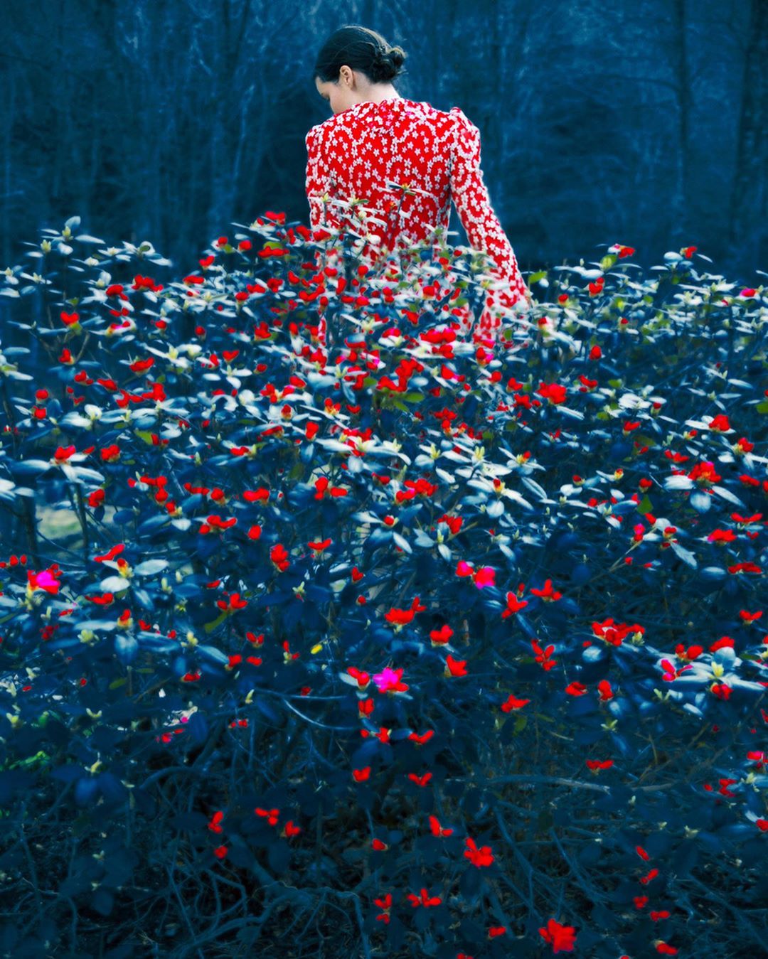 A woman in a red and white patterned dress stands in a field of lush, dark-leaved plants with vibrant red flowers in an outdoor setting.