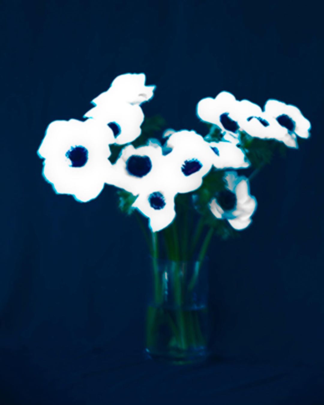 Cyanotype of white anemone flowers with dark centers arranged in a glass vase against a navy blue background, art photography.