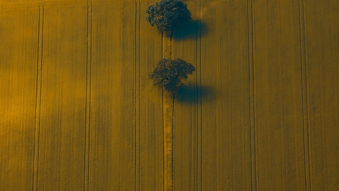 Aerial view of a golden field with parallel track lines, punctuated by two trees, showcasing a tranquil rural landscape from above.