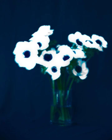 A bouquet of white flowers with dark centers in a clear glass vase against a dark blue background photographed by Erik Madigan Heck.