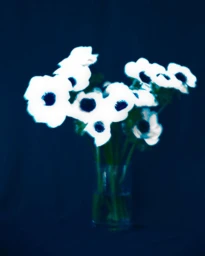 A bouquet of white flowers with dark centers in a clear glass vase against a dark blue background photographed by Erik Madigan Heck.