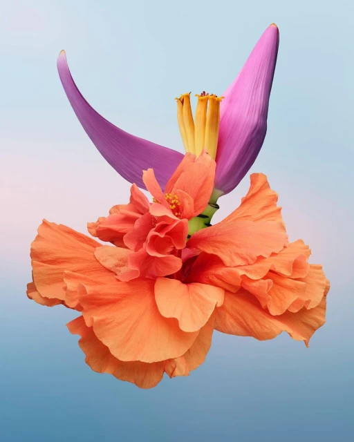 Close-up studio shot of an orange hibiscus flower and a purple banana flower with yellow stamens against a gradient blue background.