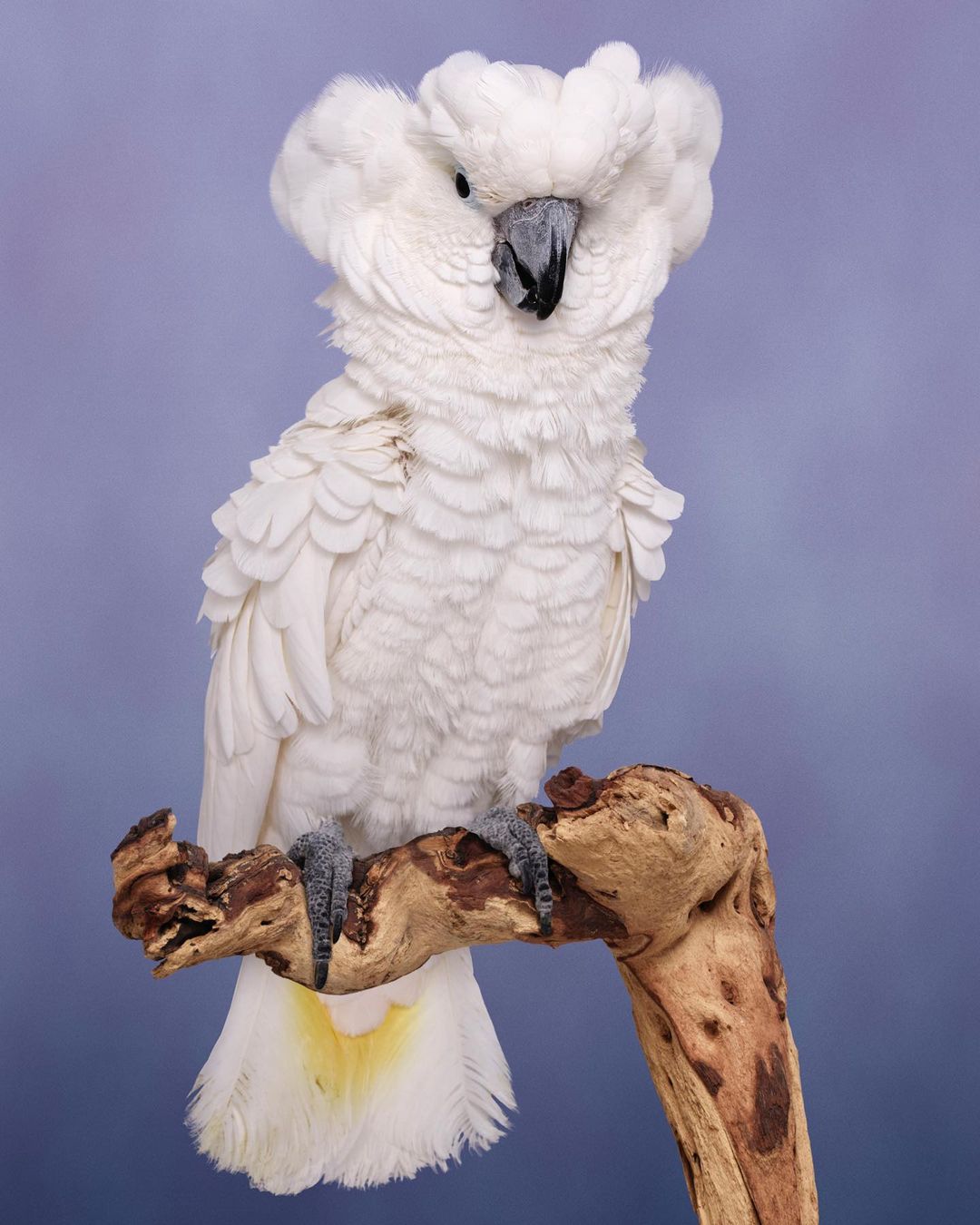 Close-up studio shot of a white cockatoo perched on a wooden branch against a blurred blue backdrop, showcasing its feathery details.