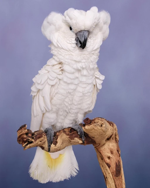 Close-up studio shot of a white cockatoo perched on a wooden branch against a blurred blue backdrop, showcasing its feathery details.