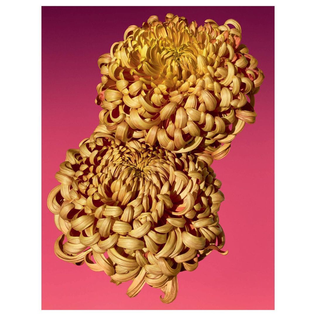 Two golden chrysanthemum flowers with textured petals fill the frame against a gradient magenta and dark purple background, shot in portrait orientation.