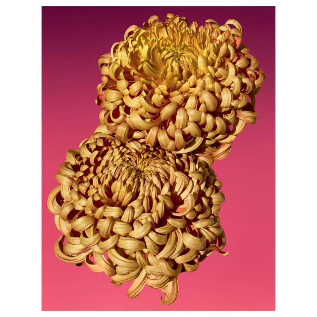 Two golden chrysanthemum flowers with textured petals fill the frame against a gradient magenta and dark purple background, shot in portrait orientation.