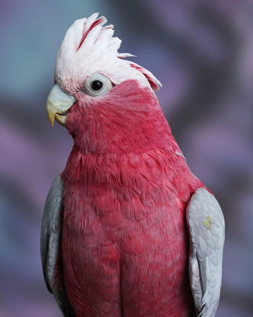 Close-up portrait of a Galah bird with vibrant pink feathers and a white crest, set against a softly blurred, multicolored background.