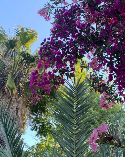 A vibrant, low-angle shot of blooming bougainvillea vines with pink and purple flowers, palm fronds, and a glimpse of blue sky.