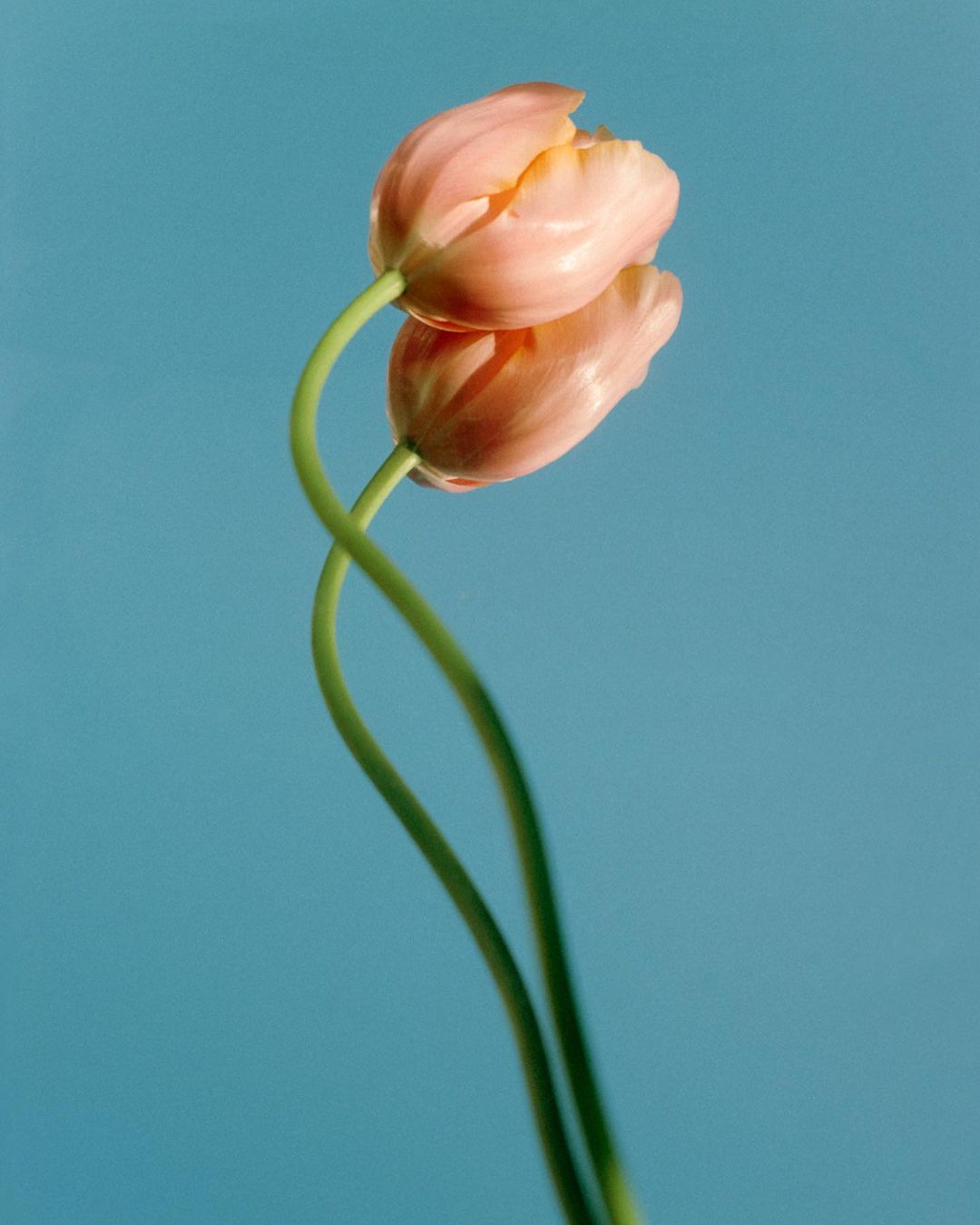 Close-up studio shot of two peach-colored tulips with interwoven stems against a pastel blue backdrop in vertical composition.
