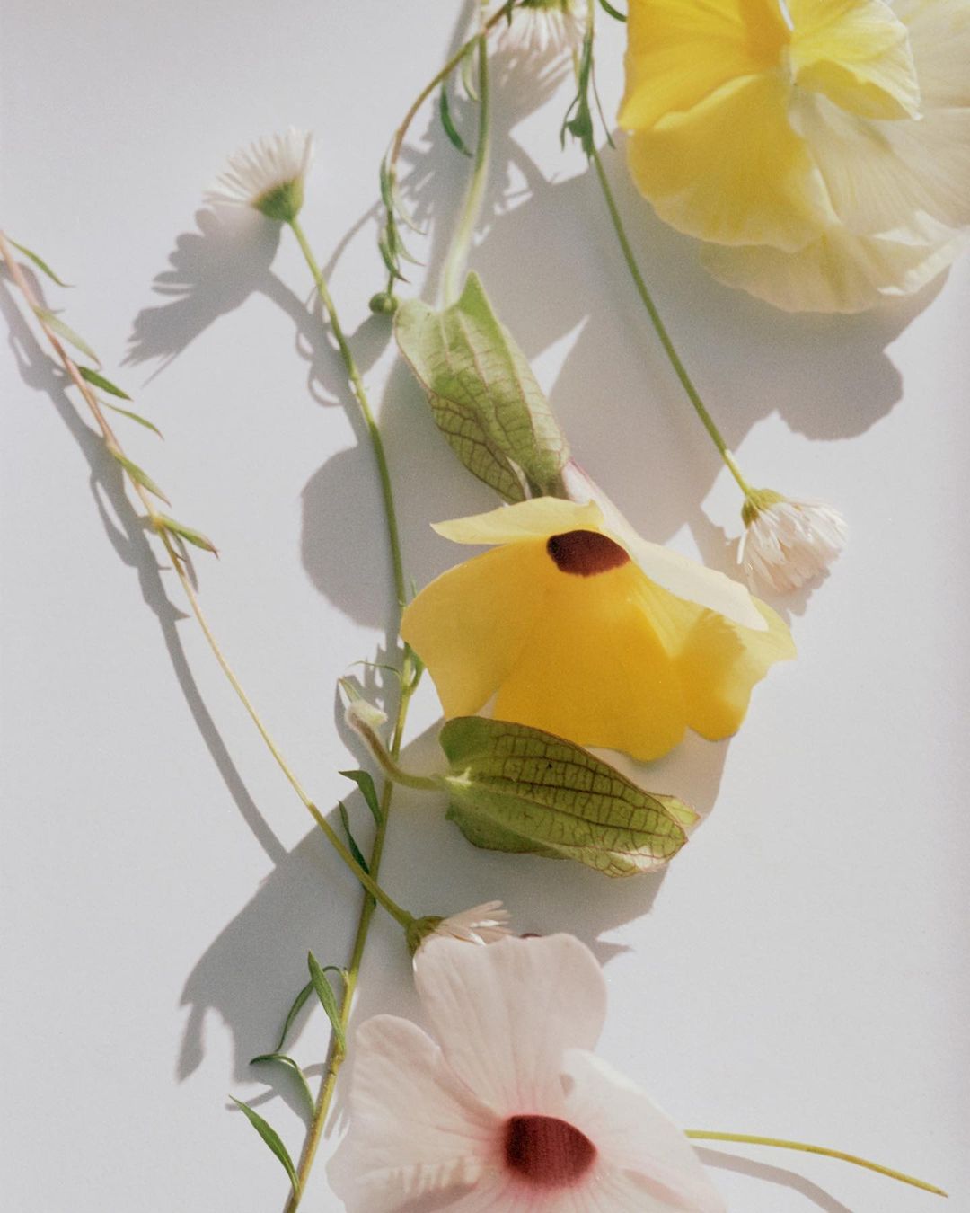 Botanical still life on a white background shows yellow and white flowers, leaves, and stems casting soft shadows, creating a fresh, natural composition.
