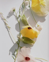 Close-up floral arrangement of yellow and pale pink flowers against a bright white background with casting shadows.