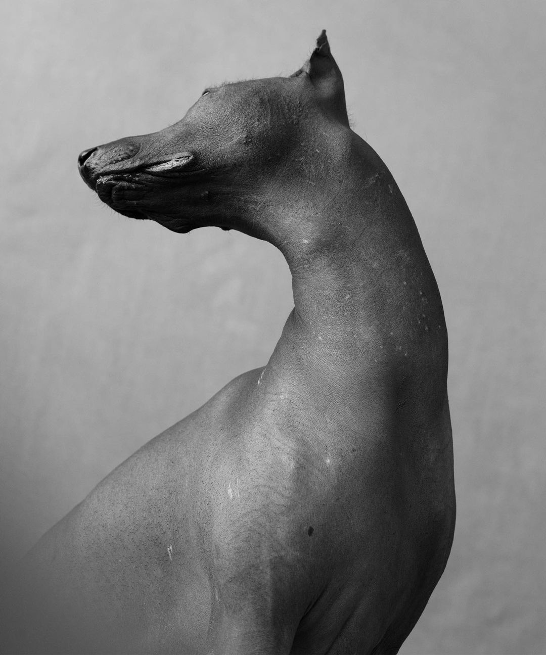 Black and white portrait of a Xoloitzcuintli dog, showcasing its smooth, hairless skin and sleek silhouette against a neutral background.