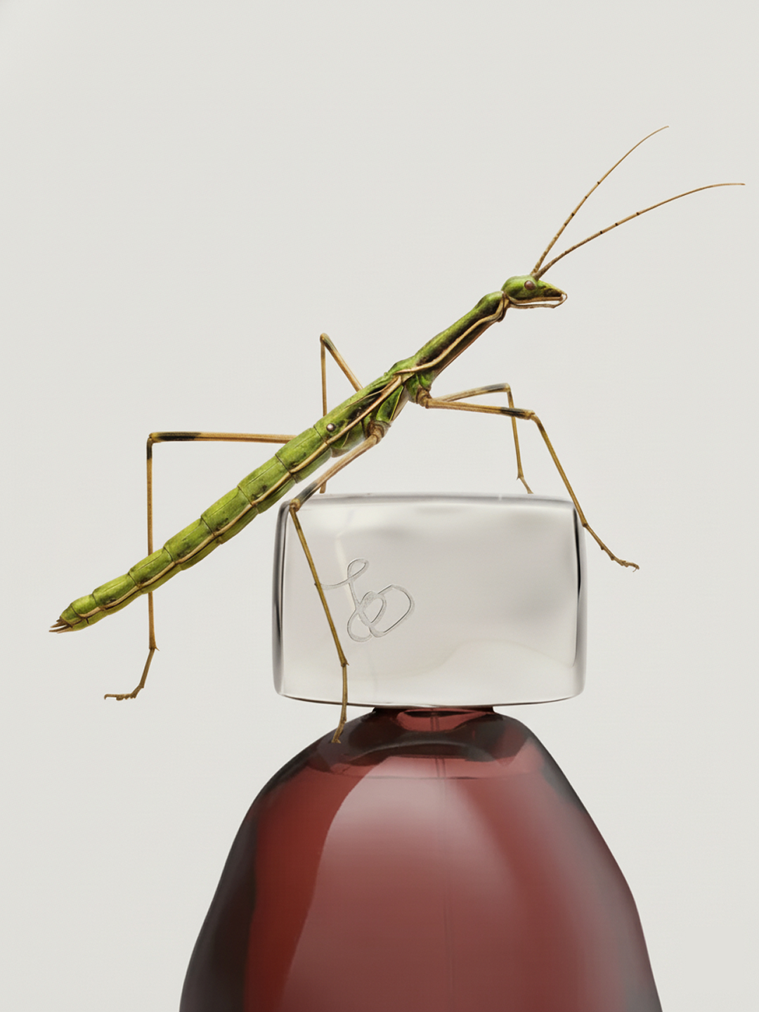 Close-up of a green stick insect perched atop a gradient purple and clear glass bottle against a clean, bright white backdrop.