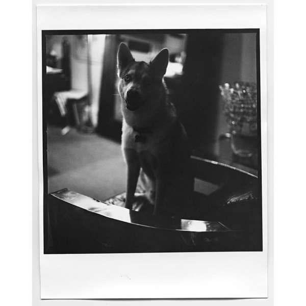 Monochrome portrait of a medium-sized domestic dog with pointy ears sitting indoors on furniture in a casual home setting.
