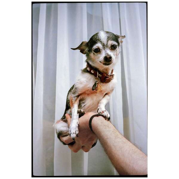 Chihuahua dog wearing a studded collar sitting on a human arm in front of a white curtain indoors, eye-level shot, indoor setting.