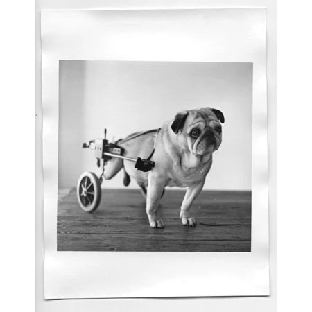 Black and white photograph of a pug dog wearing a mobility cart with wheels on a wooden floor in front of a plain white wall.