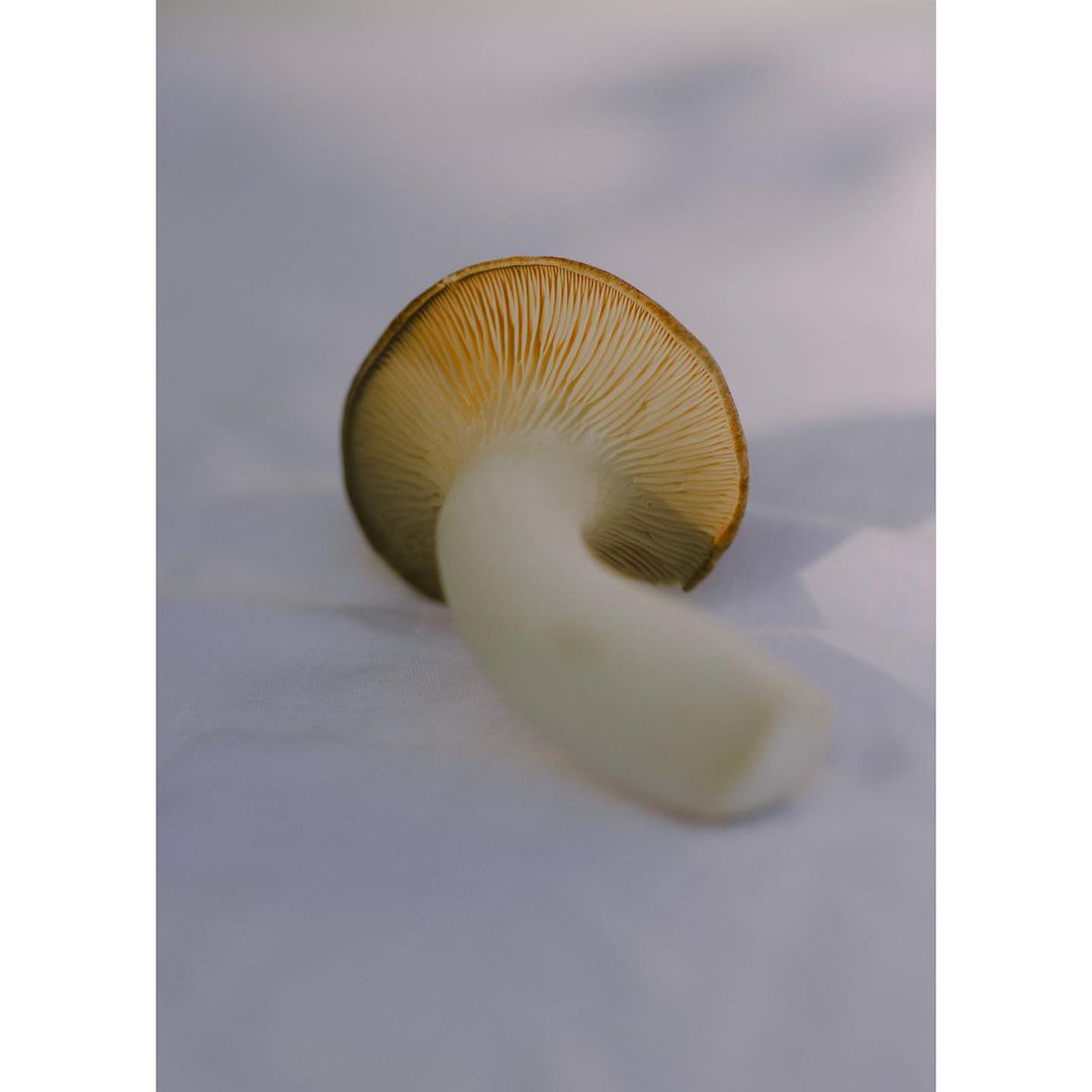 Close-up studio shot of an oyster mushroom with a white stipe and a light brown cap with gills, lying on a white background.