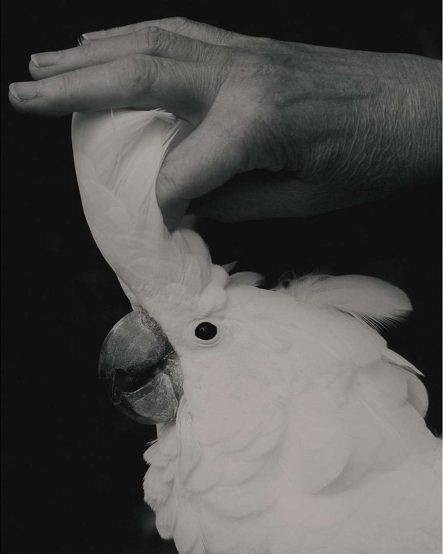 Close-up of a white cockatoo being petted on the head by a human hand, set against a solid black background.