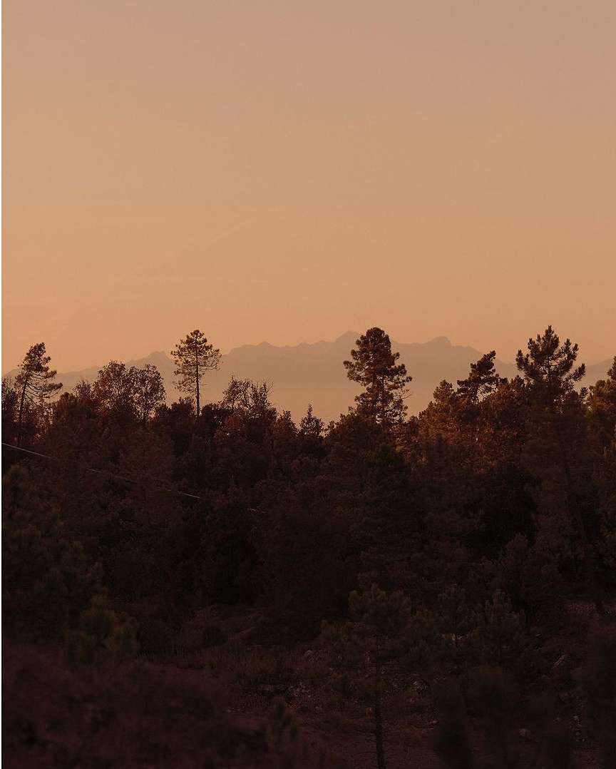 Scenic view of a forest landscape with silhouetted trees in the foreground, a mountain range in the distance, and a hazy, soft orange sky.
