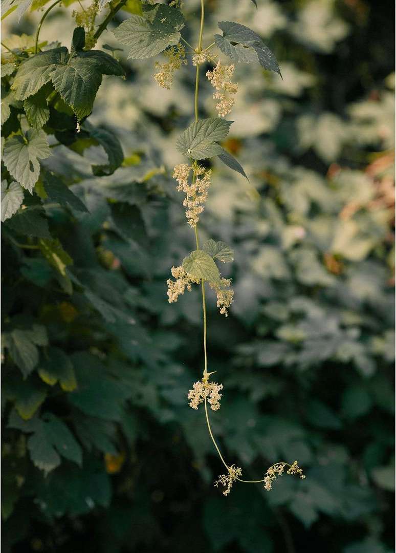 Hop plant tendrils with flowers and leaves, hanging from branches in a natural outdoor setting. The colors are shades of green and white.