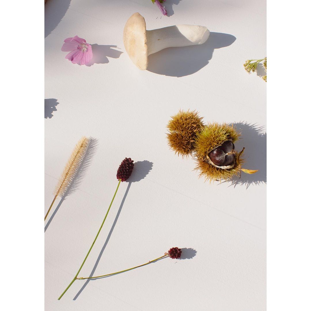 Still life photograph featuring chestnut burs, small flowers, and a mushroom arranged on a clean white surface with shadows.