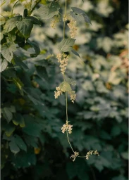 Close-up of dangling hop bines with pale green flowers hanging vertically against a softly blurred natural foliage background