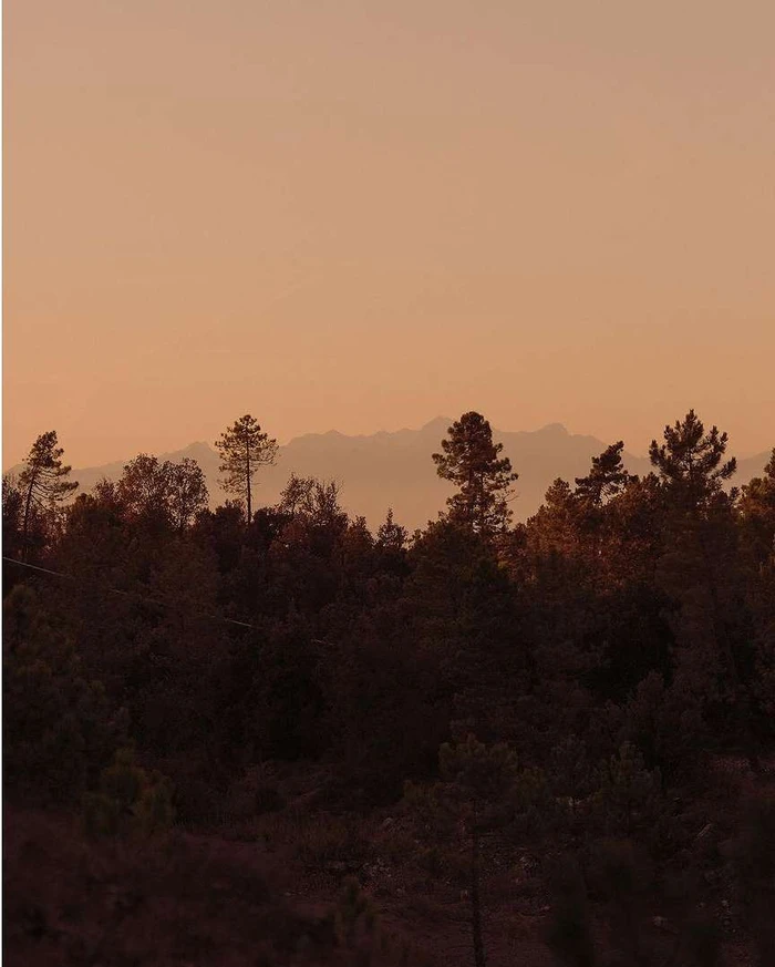 Silhouette of dark pine trees against a hazy orange sunset sky with distant mountain peaks in the background