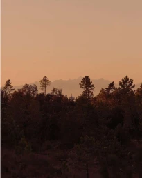 Silhouette of dark pine trees against a hazy orange sunset sky with distant mountain peaks in the background