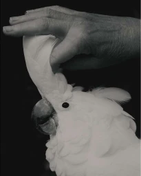 Close-up black and white photograph of a hand gently touching the crest feathers of a white cockatoo