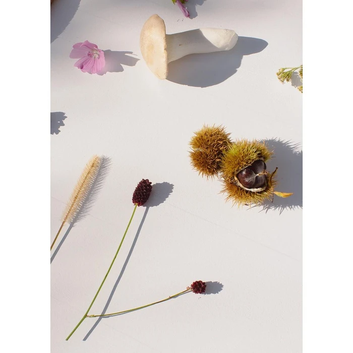 Flat lay of wild mushrooms, spiky chestnut pods, and small purple flowers on a clean white surface