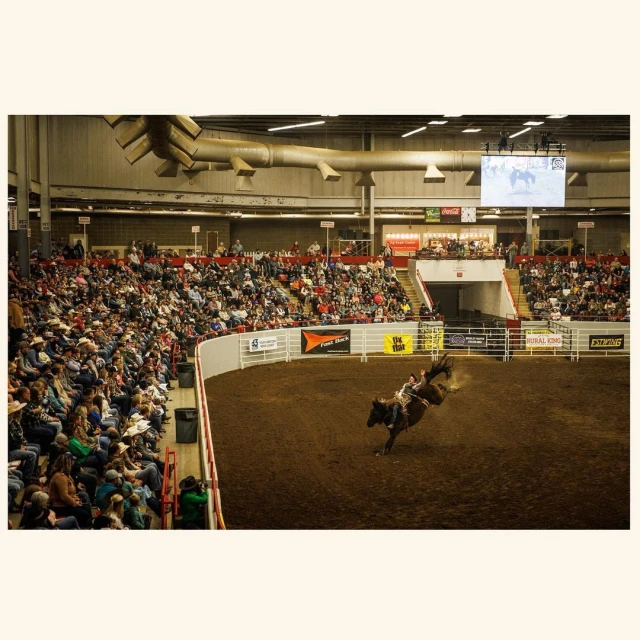 Cowboy on a bucking bronco in a rodeo arena with a large crowd watching, indoor, daytime, wearing a cowboy hat and vest.