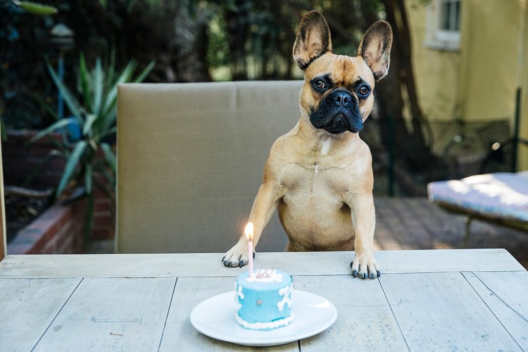 Tan French bulldog sits at a white wooden table with a small blue birthday cake with a lit candle in an outdoor setting.