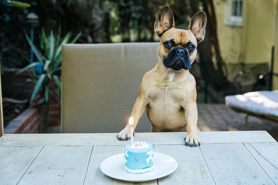 Tan French bulldog sits at a white wooden table with a small blue birthday cake with a lit candle in an outdoor setting.