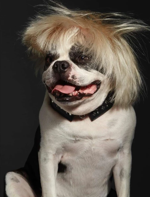 Funny image of a white and black Boston Terrier dog wearing a blonde wig and a studded collar, set against a dark grey background.
