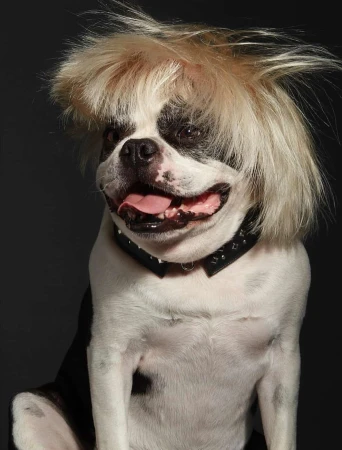 Funny image of a white and black Boston Terrier dog wearing a blonde wig and a studded collar, set against a dark grey background.