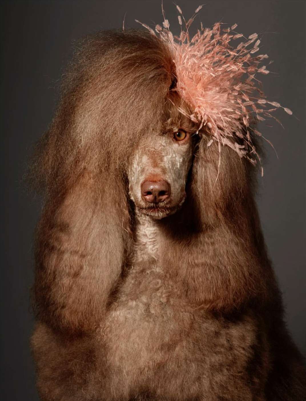 Portrait of a brown standard poodle with an elaborate coiffure and a pink feather headpiece, captured in a studio setting against a grey backdrop.