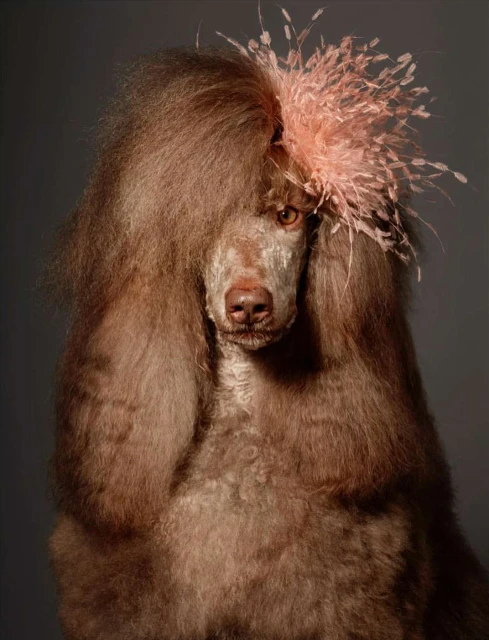 Portrait of a brown standard poodle with an elaborate coiffure and a pink feather headpiece, captured in a studio setting against a grey backdrop.